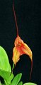 Masd. (Copper Angel x glandulosa) 'Tropicana'